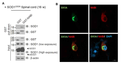 NABi와 돌연변이 SOD1의 상호작용 확인