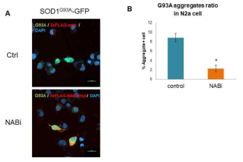 NABi를 이용한 돌연변이 SOD1 aggregates 형성 억제 확인