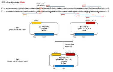 SOD1을 타겟으로 한 gRNA와 Cas9 발현 벡터 제작