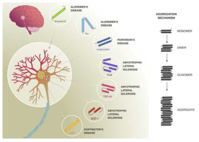 퇴행성신경질환에 나타나는 다양한 종류의 protein aggregates