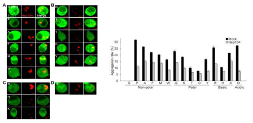 Hsp104의 다양한 형태의 돌연변이 SOD1 aggregates 해체 확인