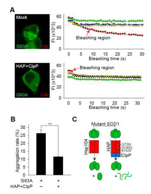 HAP-ClpP의 SOD1 aggregates 분해