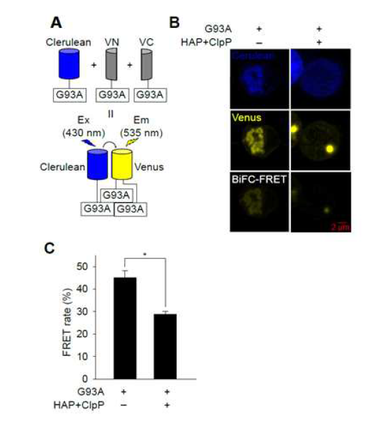 BiFC-FRET을 통한 HAP-ClpP 기능 검증