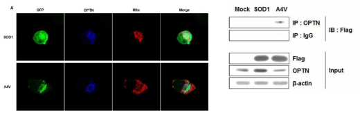 돌연변이 SOD1과 optineurin의 co-localization 및 상호결합 확인