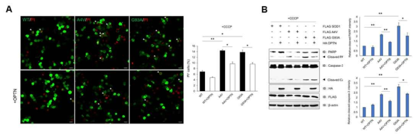 Optineurin을 이용한 돌연변이 SOD1에 의해 유도된 세포사멸 완화