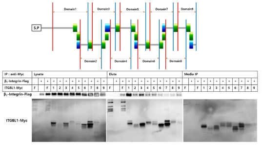 ITGBL1의 EGF-like 도메인별로 인테그린과 co-IP를 실행한 결과 1번 도메인의 결합력이 가장 강한 것으로 확인하였다