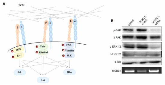 ECM과 결합한 인테그린은 활성화되어 Focal adhesion complex를 형성하고 하부 신호를 전달하며 (A), ITGBL1 유전자를 과발현한 경우 FAK, ERK (Extracellular Signal Regulated Kinase)의 발현이 감소하였고, ITGBL1 유전자의 발현을 억제하였을 경우 FAK, ERK의 발현이 증가하였다 (B)