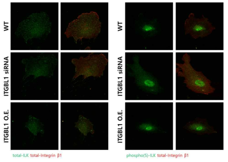 인테그린과 관련된 하부 신호기전 중 하나인 ILK의 발현량과 발현 패턴은 ITGBL1 유전자 발현량의 변화와 관계없이 유의미한 차이를 보이지 않았다
