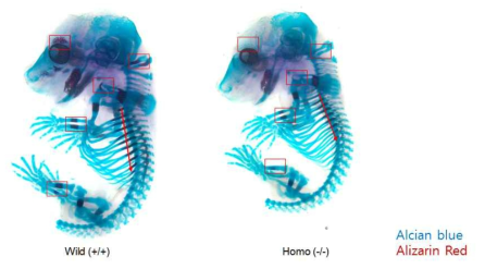ITGBL1 결손마우스 배아는 전반적인 연골 (Alcian blue) 및 뼈 (Alizarin Red)의 형성이 저해 되어 있다