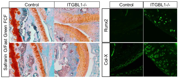 대조군 마우스와 ITGBL1 결손 마우스의 관절을 절편하여 연골 특이적 염색방법인 Safranin-O 염색한 결과 ITGBL1 결손 마우스의 경우 연골 형성이 현저히 저하 되어있으며, 연골조직 염색 결과 hypertrophic chondrocyte의 마커인 Col-X과 Runx-2의 발현이 현저히 증가되어 있음을 확인하였다