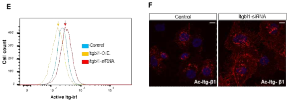 ITGBL1의 발현을 억제할 경우 세포막의 활성화된 integrin-beta1이 증가하며 ITGBL1의 발현을 증가시킬 경우 활성화된 integrin-beta1이 감소하였다