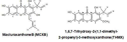 1,6,7-trihydroxy-2-(1,1-dimethyl-2-propenyl)-3-methoxyxanthone와 Macluraxanthone B의 구조