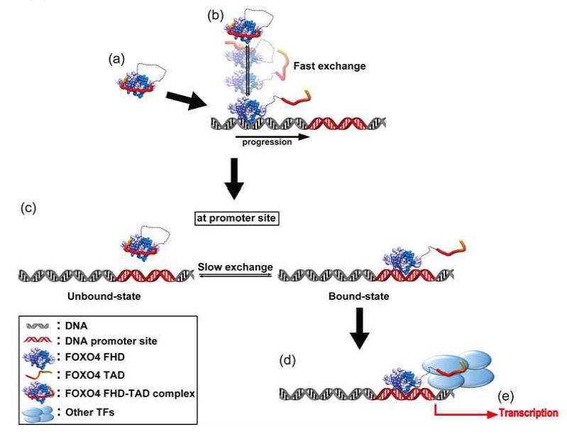 FOXO4 의 전사개시 모델