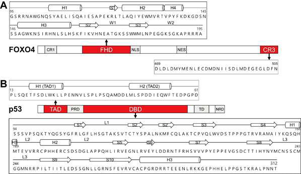 (A) FOXO4 와 (B) p53 의 도메인 구조. FOXO4 F HD, CR3 (TAD), p53 TAD, DBD 의 아미노산 서열 및 이차구조 표시