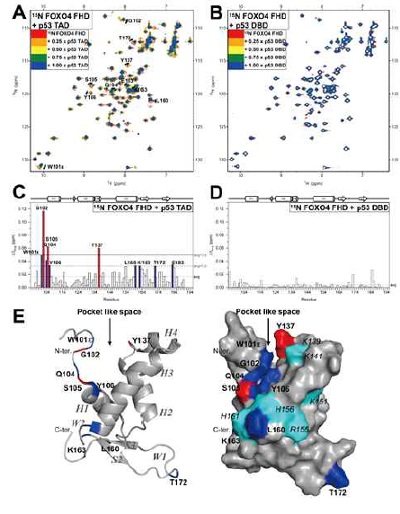 15N labeled FOXO4 FHD 의 1H-15N HSQC 스펙트럼 변화 (A) p53 TAD 적정시 (B) p53 DBD 적정시. FOXO4 FHD 잔기별 Δδavg 값 (C) p53 TAD 적정 (D) p53 DBD 적정. (E, F) FOXO4 FHD 액체상 구조 (PDB ID: 1E17) 에 CSP 변화가 큰 residue 표시. Red: over average + 2STD, blue: over average +1STD, cyan: basic residues