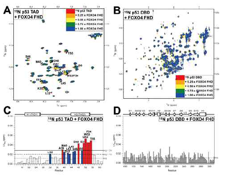 (A) 15N labeled p53 TAD 에 FOXO4 FHD 적정시 1H-15N HSQC 스펙트럼 변화 (B) 15N labeled p53 DBD 에 FOXO4 FHD 적정시 1H-15N HSQC 스펙트럼 변화 (C,D) (A) 와 (B) 에서 residue 별 Δδavg 값