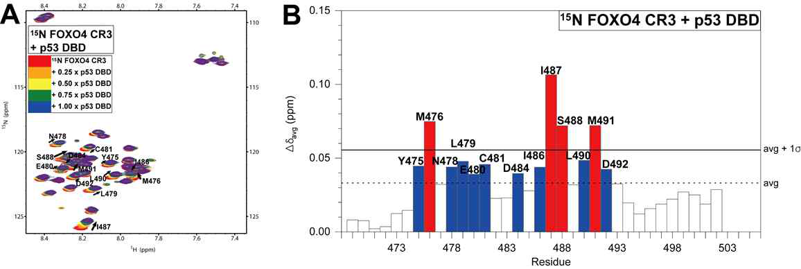 15N labeled FOXO4 CR3 에 p53 DBD 적정시 1H-15N HSQC 스펙트럼 변화 (B) (A)에서 residue 별 Δδavg 값