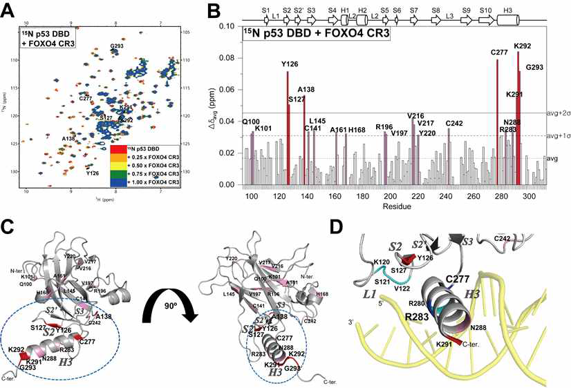 (A) 15N labeled p53 DBD 에 FOXO4 CR3 적정시 1H-15N HSQC 스펙트럼 변화 (A) 에서 각 residue별 Δδavg 값 (C) p53 DBD 액체상 구조 (PDB ID: 2FEJ) 에 CSP 변화가 큰 residue 표시. red : over average + 2STD, pink: over average +1STD. (D) Helix H3 가 DNA 결합 및 FOXO4 CR3 상호작용에 관여함