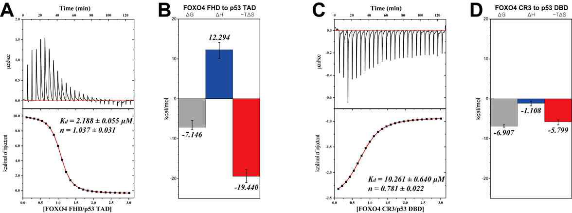 ITC data (A, B) FOXO4 FHD 를 p53 TAD 에 injection (C,D) FOXO4 CR3 를 p53 DBD 에 injection