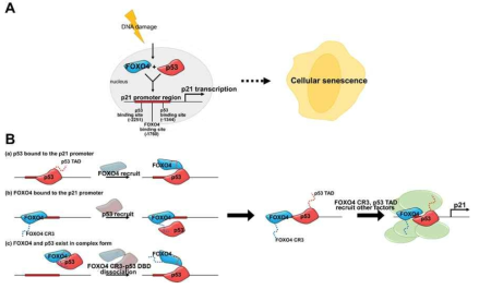 (A) p21 promoter region 에 p53 결합 부위와 FOXO4 결합 부위가 근접하여 존재하며 두 전사인자에 의해 p21 전사가 일어남 (B) 본 연구에서 규명한 p53-FOXO4 상호작용이 한 전사인자가 p21 promoter 에 먼저 도달하였을 때 다른 전사인자의 recruit 에 도움을 줄 수 있음을 제안