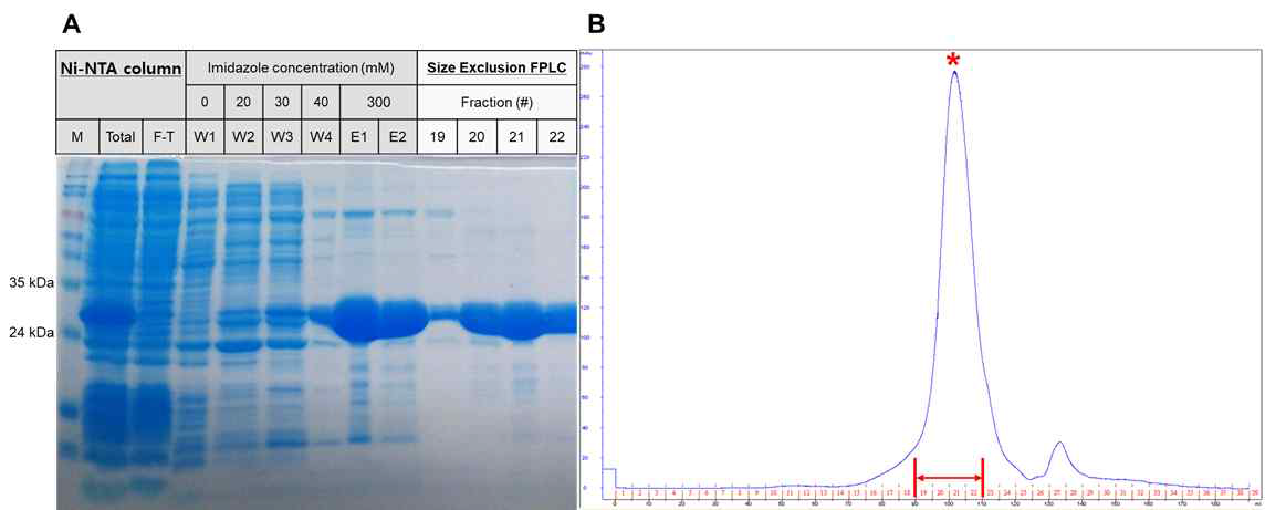 (A) Ni-NTA column 과 size exclusion chromatography 를 이용한 p53 DBD 정제의 SDS PAGE (B) Size exclusion chromatography 를 이용한 p53 DBD 의 정제