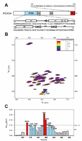 (A) FOXO4 의 도메인 구조 및 FHD, TAD 의 아미노산 서열 (B) 15N labeled TAD 에 unlabeled FHD를 적정하며 관측한 1H-15N HSQC 스펙트럼 (C) TAD 의 residue 별 Chemical shifts perturbation (Δδavg) plot. M476, I487, S488 등의 CSP 가 크다