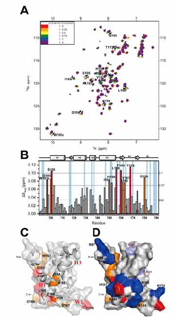 (A) 15N labeled FHD 에 unlabeled TAD를 적정하며 관측한 1H-15N HSQC 스펙트럼 (B) FHD 의 residue 별 Chemical shifts perturbation (Δδavg) plot. (C-D) FHD 구조 (PDB ID: 1e17) 에 CSP 가 큰 residue 표시 (red: 2 STD 이상, orange: 1 STD 이상, blue: basic residues)