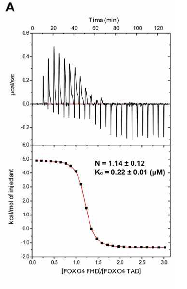 (A) FHD를 TAD 에 injection 하면서 측정한 ITC data. (ΔG = -38.22 ± 2.05 kJ/mol, ΔH = 23.14 ± 3.24 kJ/mol, and -TΔS = -58.02 kJ/mol)