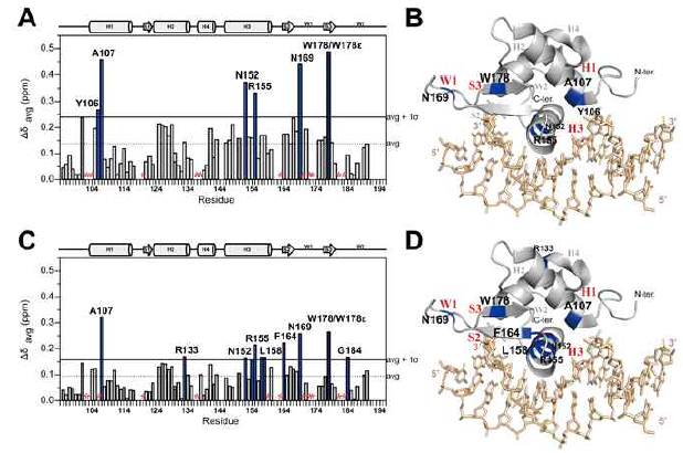 15N labeled FHD 에 (A) target DNA (C) non-target DNA를 적정하여 측정한 Δδavg plot. Free FHD와 FHD:DNA = 1:2 ratio 의 chemical shifts를 비교. (B) target DNA (D) non-target DNA 에 의해 CSP 가 큰 residue를 파란 색으로 FHD-DNA crystal structure (PDB ID: 3I2c)에 표시