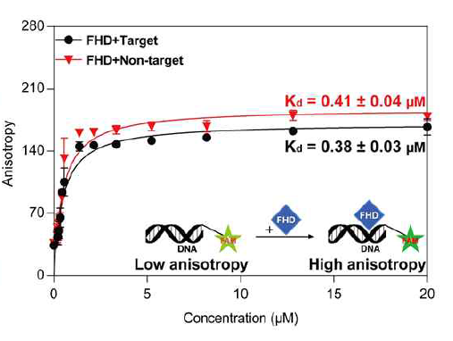 5’FAM-DNA 에 FHD를 적정하여 Kd 측정