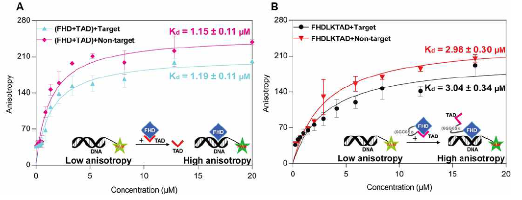 5’FAM-DNA 에 (A)FHD-TAD 1:1 mixture (B) FHDLKTAD를 적정하여 Kd 측정
