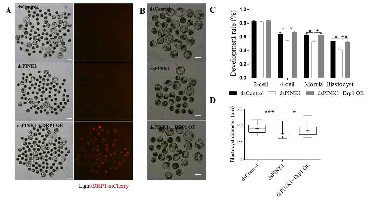 PINK1이 KD 과 DRP1이 과발현 된 배반포에서 발달율 조사