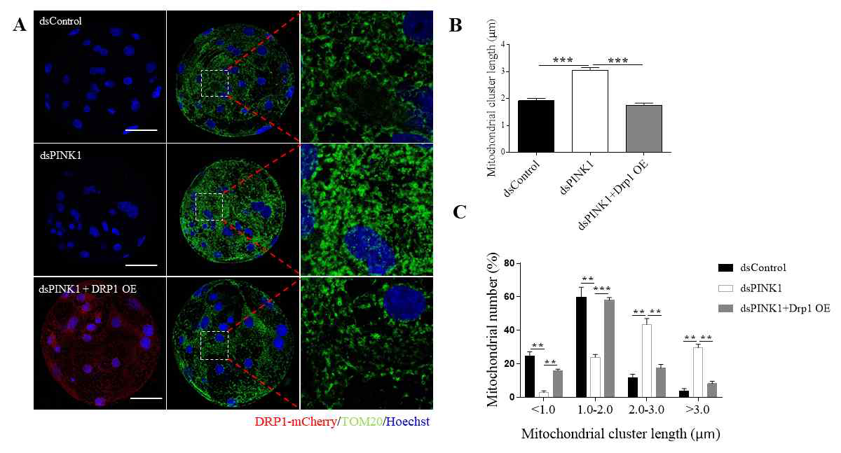 PINK1이 KD 과 DRP1이 과발현 된 배반포에서 미토콘드리아의 모양을 조사