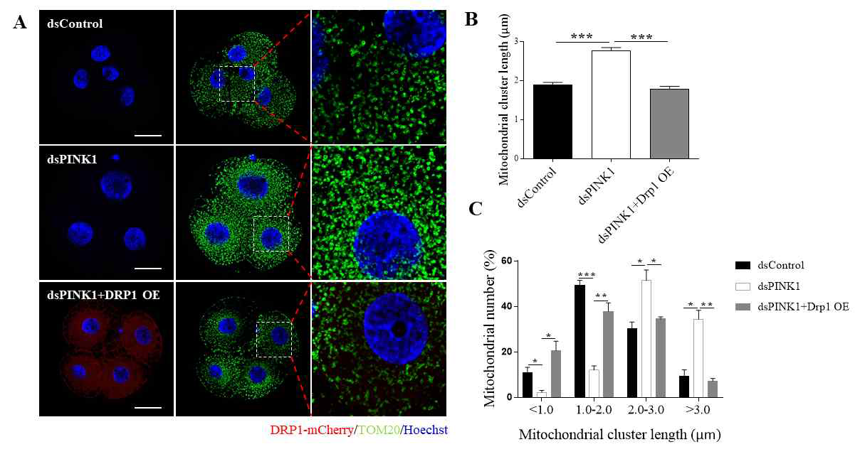PINK1이 KD 과 DRP1이 과발현 된 배반포에서 미토콘드리아 직경의 크기 조사
