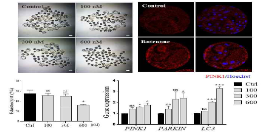 멜라토닌이 돼지 배아의 발생에서 rotenone 에 의한 배아의 발생의 저하를 질적인 저하를 다시 회복시켰음