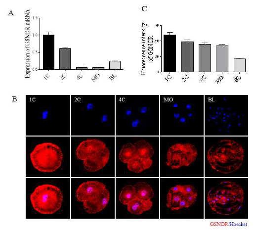 돼지 초기 배아의 발생단계에서 GSNOR mRNA 와 단백질의 발현