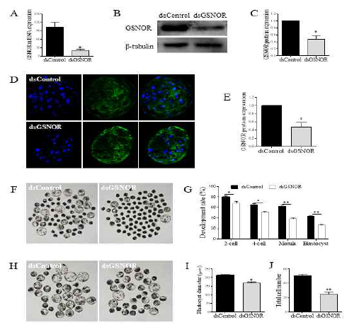 GSNOR를 Knockdown 돼지 초기배바의 배반포까지의 발생을 유의적으로 감소시켰음