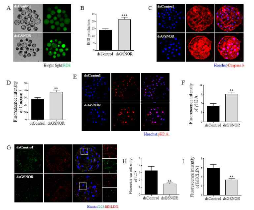 돼지의 배아에서 GSNOR이 KD 되었을 때 돼지 배아는 ROS, DNA damage, apoptosis, 및 autophagy가 모두 유의적으로 감소하였음