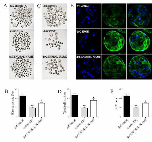 L-NAME prevents embryo development impairment by GSNOR knockdown