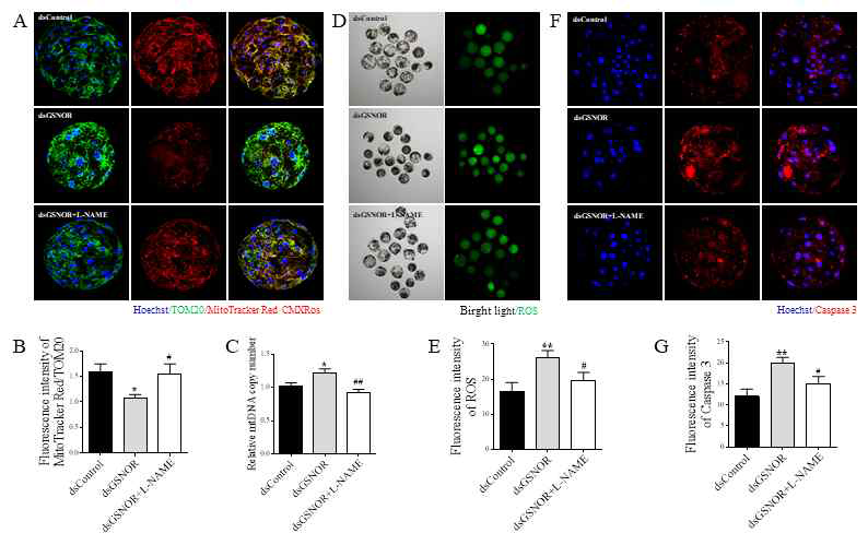 L-NAME prevents mitochondrial dysfunction, and apoptosis caused by GSNOR knockdown