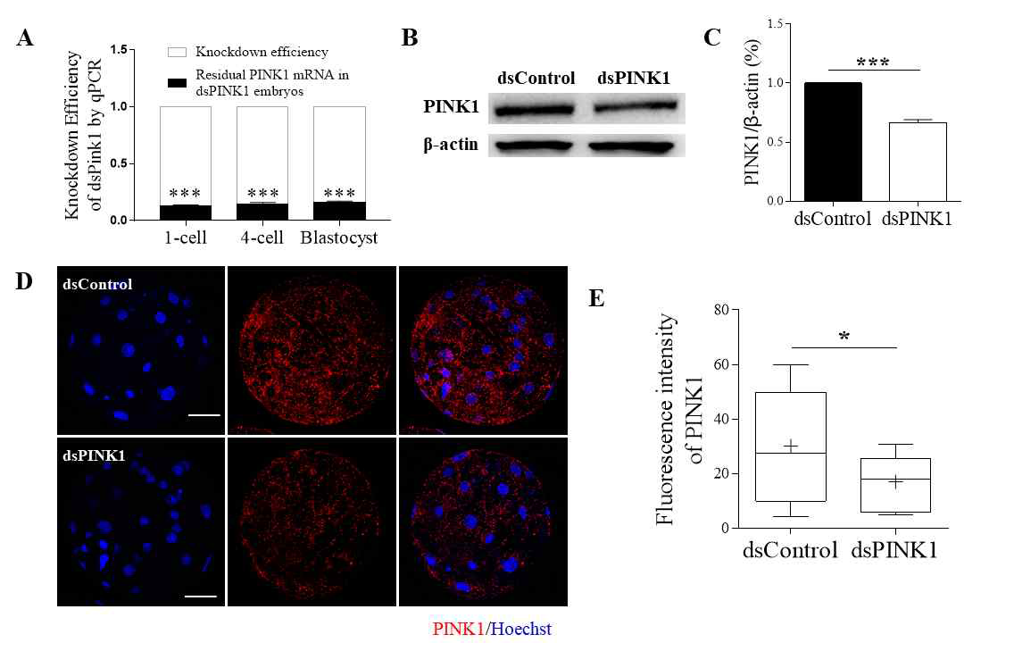 돼지 배아에서 PINK1의 Knock-down (KD) 효율