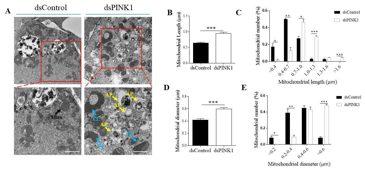 PINK1이 KD 되 배반포에서 미토콘드리아의 모양을 전자현미경으로 조사