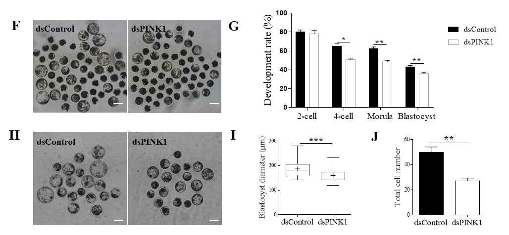 PINK1의 발현이 KD된 돼지 초기배아의 발생 및 직경과 세포 수