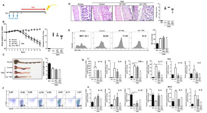 새로운 전구세포 유래 감마델타 T 세포에 의한 장내 면역항상성 유지 및 점막면역반응 증가 효능