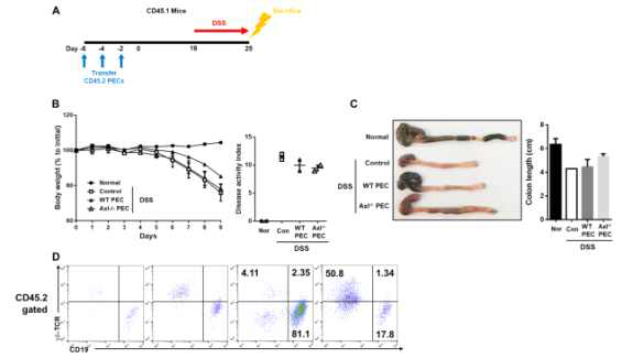 염증성 장 질환 모델에서 Axl 결핍에 의한 복강 내 감마델타 T 세포 분화 촉진