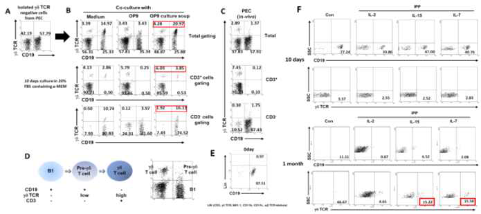 B1 세포로부터 분화하는 감마델타 T 세포의 규명과 활성 및 특성