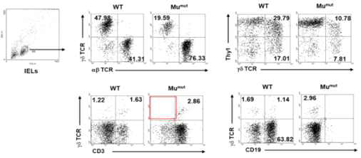 B1세포로부터 분화하는 감마델타 T 세포