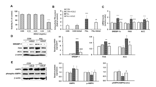 팔미테이트 처리된 간세포에서 ADLE에 의한 lipogenic pathway 관련 단백질 및 유전자의 변화