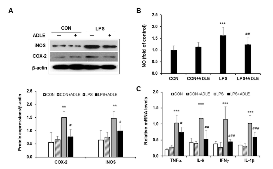 LPS로 유도된 Caco-2 세포에 대한 ADLE의 항염증 효과