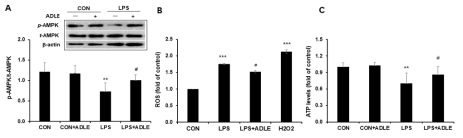 LPS로 유도된 Caco-2 세포에 대한 ADLE의 AMPK의 활성화, 산화스트레스 및 ATP 수준의 변화